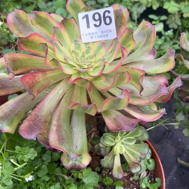 196多肉植物法师