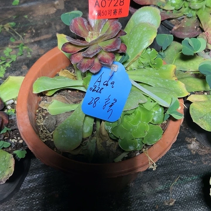 A*aA0728多肉植物、海王彩、寄养