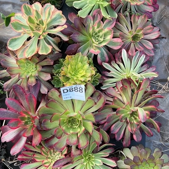 D888多肉植物15个一组
