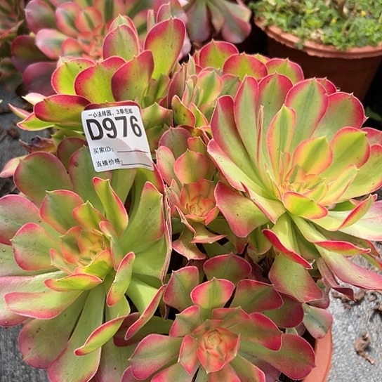 乖*贝D976多肉植物香妃无售后