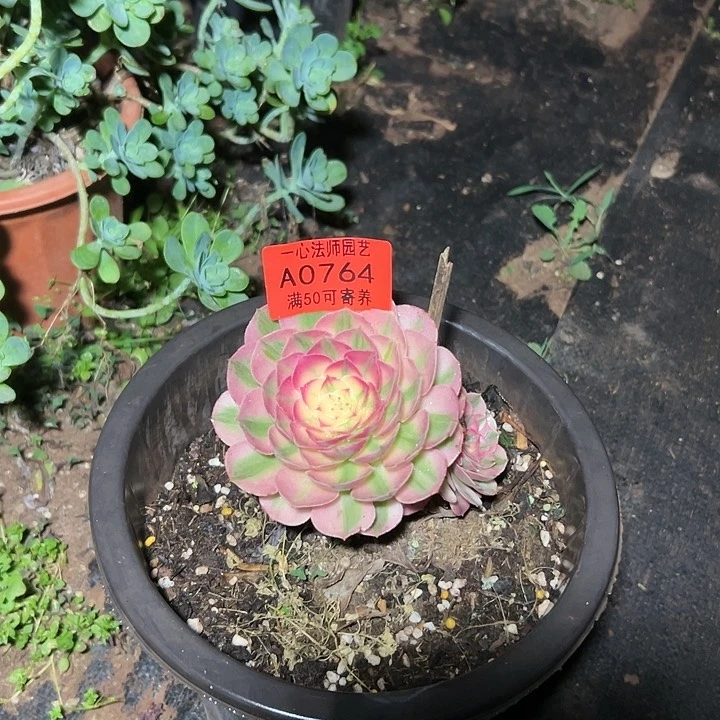 来***行A0764多肉植物、倾城