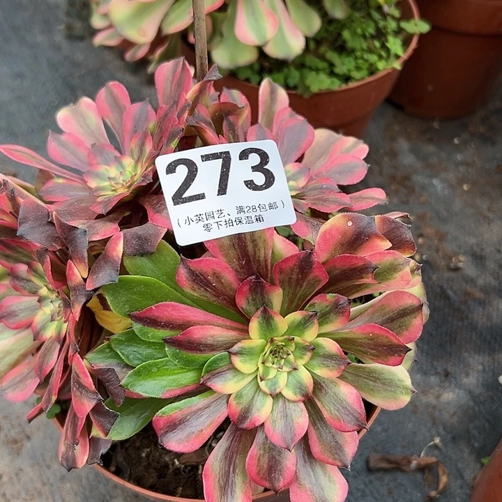 273多肉植物胭脂