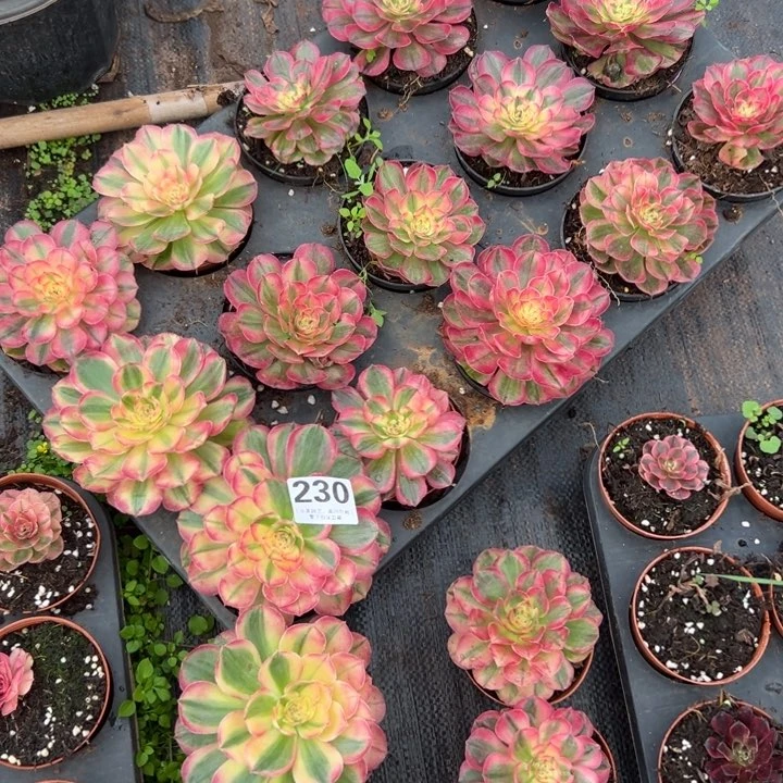 天*?230多肉植物20个