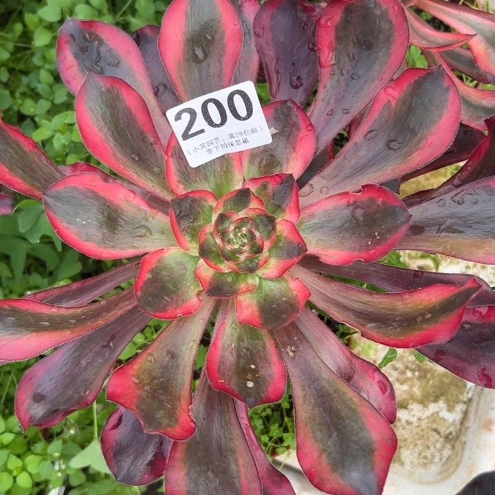 200多肉植物乌毒白