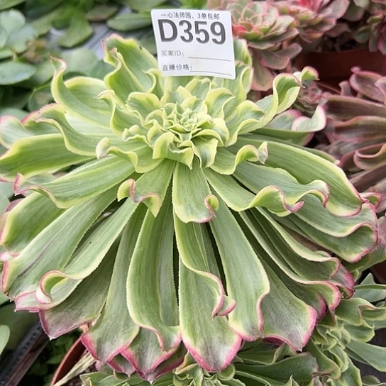 我***哥D359多肉植物绿波澜