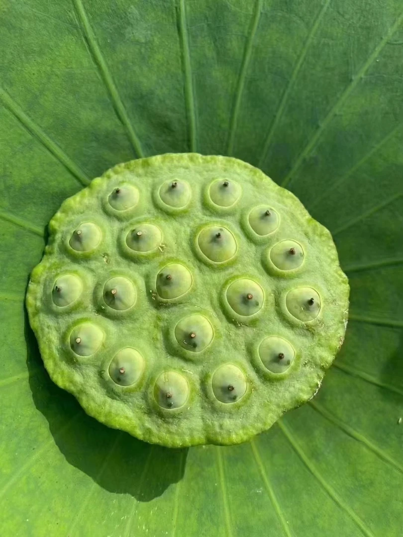 粤北山区农家自晒白莲子500g