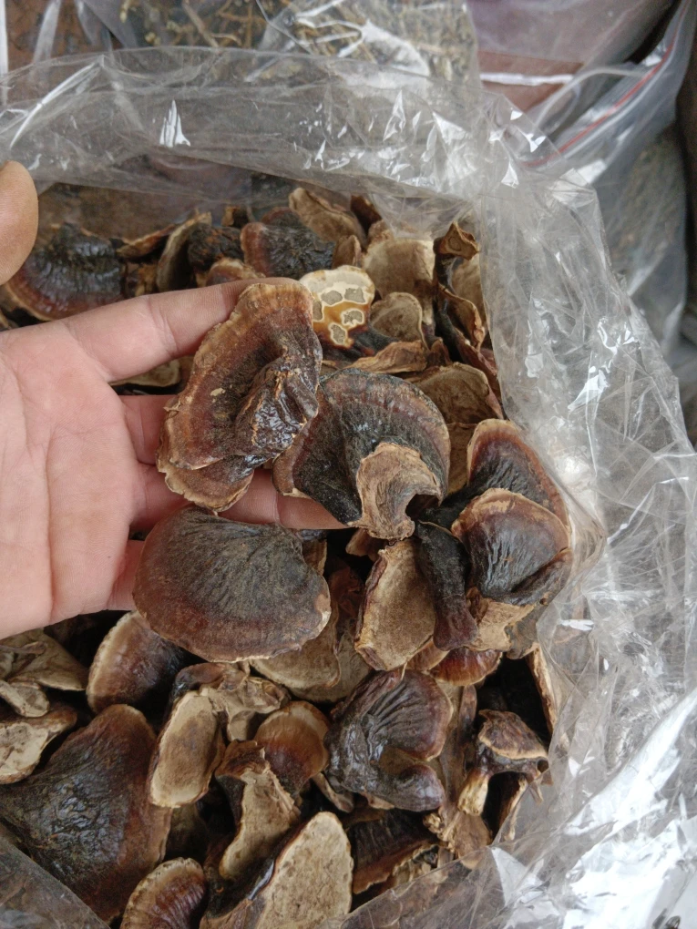野生金边灵菇之 无脚小金边500g