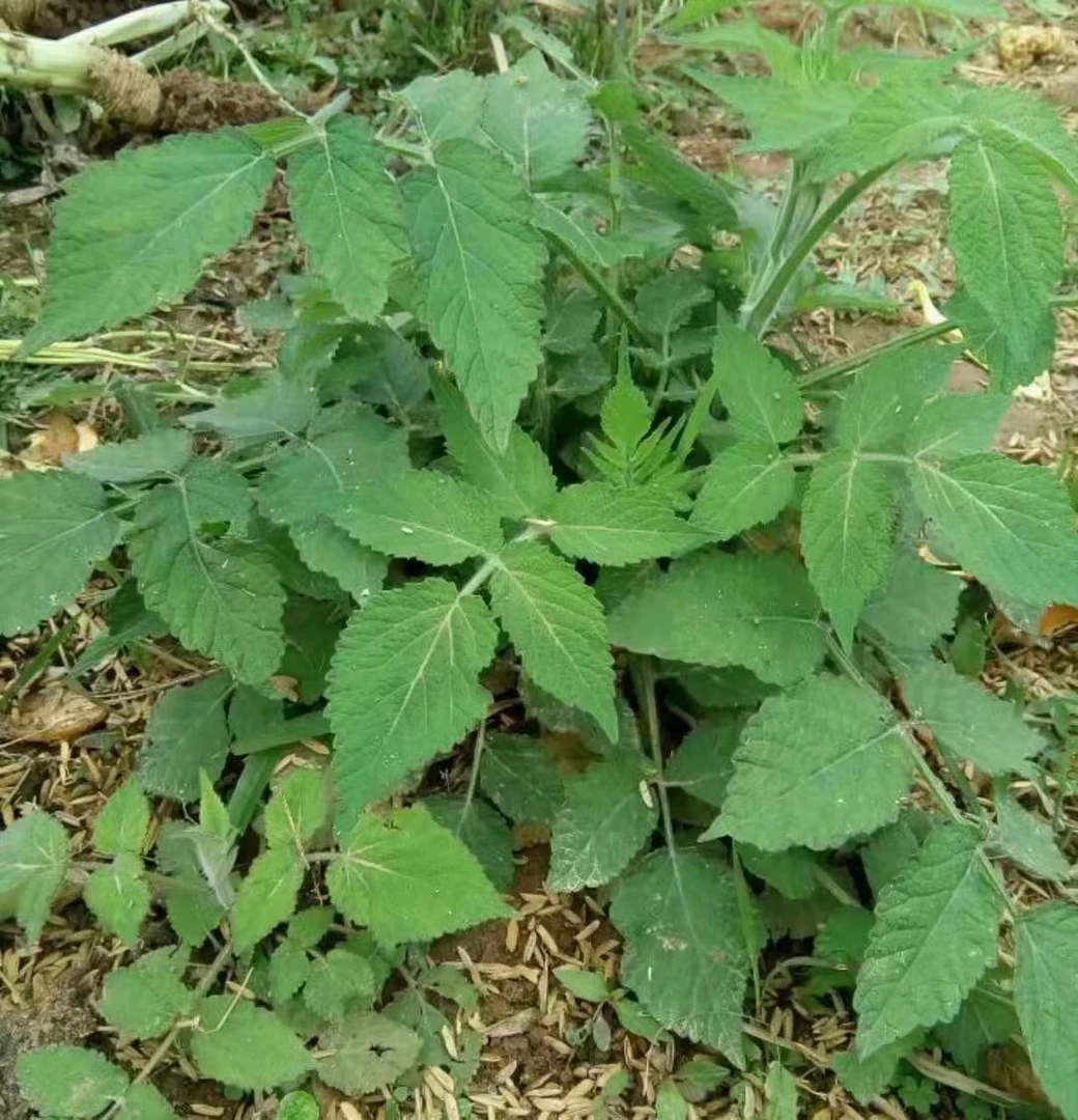 野生紫花粒68元500g