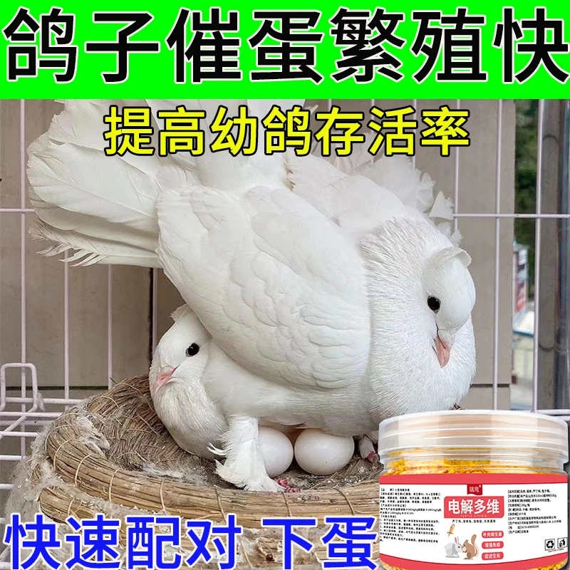 鸽子快速配对催蛋素解决老鸽子不下蛋不受精营养防病抗应激助产蛋