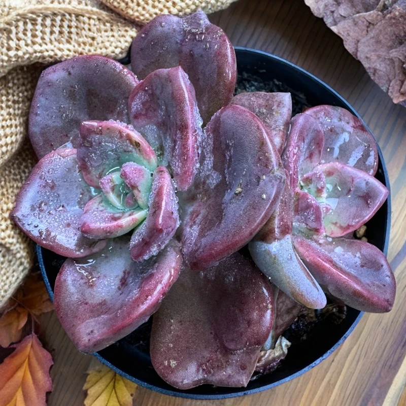 【梵巷多肉】玻璃盏 满9.9包邮 脱土裸根发货 已直播间里实物为准