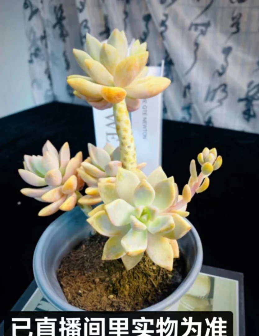 【梵巷多肉】淡雪 满9.9包邮 脱土裸根发货 以直播间里实物为准