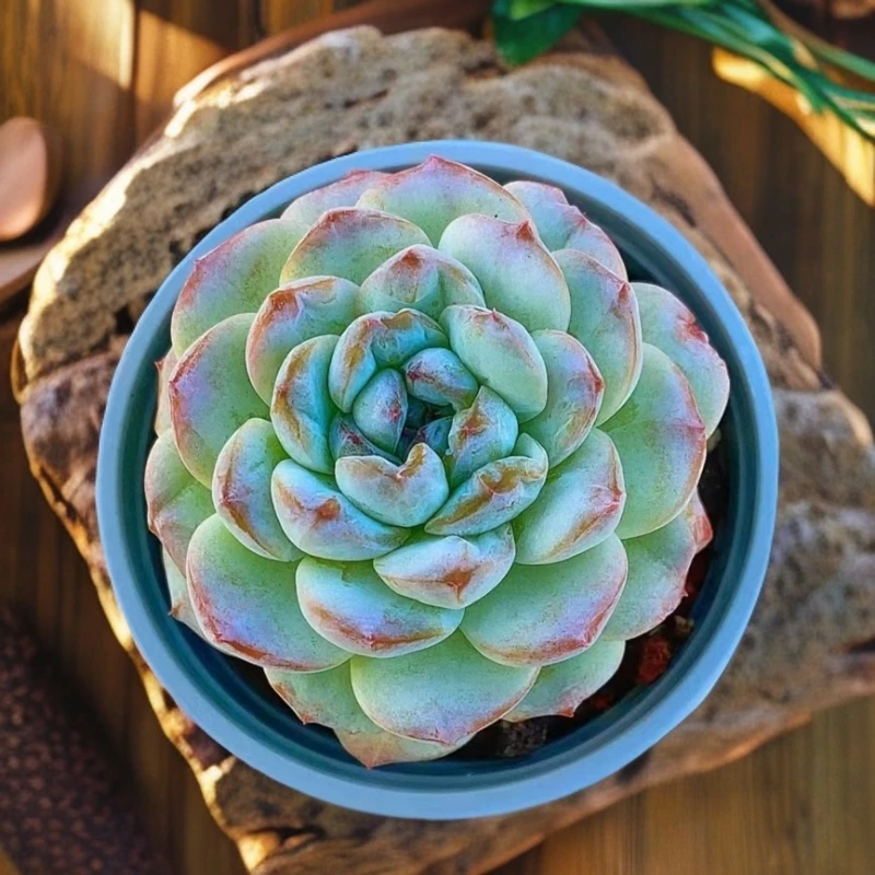 【梵巷多肉】冰魄 满2单包邮 带盆带土发货 已直播间里实物为准