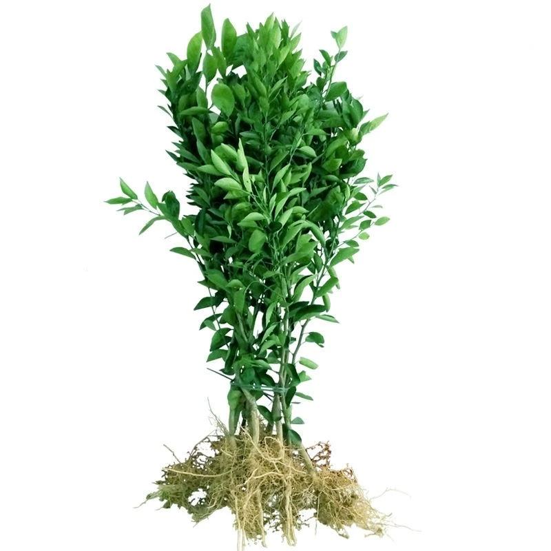 室内室外可种植绿植苗木盆景【原土原杯发货】