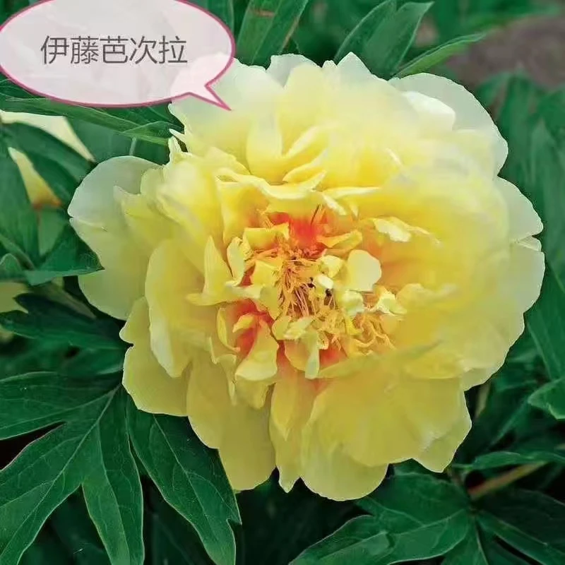 精品进口观赏牡丹重瓣大花室外庭院种植