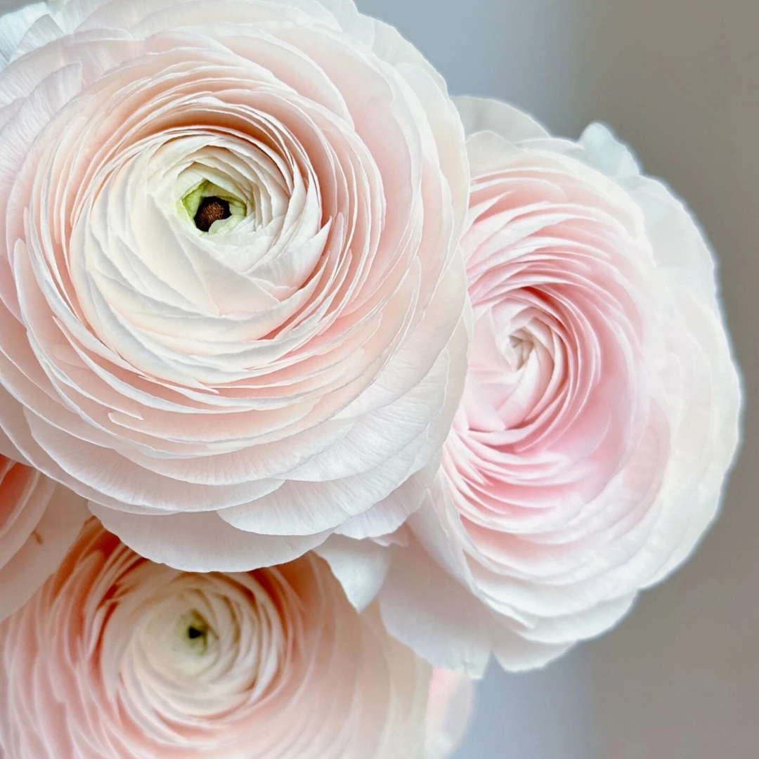 【超级洋牡丹】配色云南鲜切花客厅绿植室内花卉水培鲜花基地直发