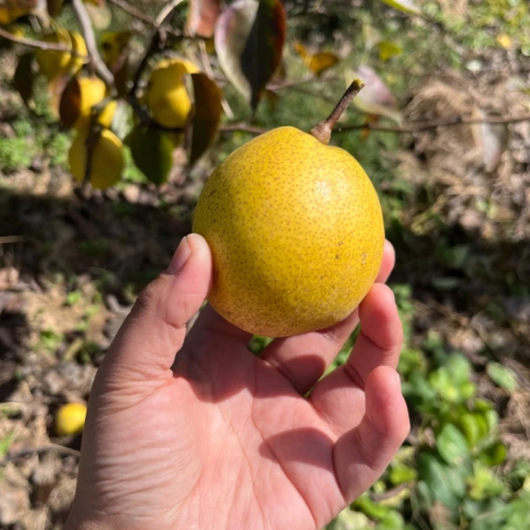 正宗火箭路无名梨细皮多汁香甜新鲜水果包邮小梨