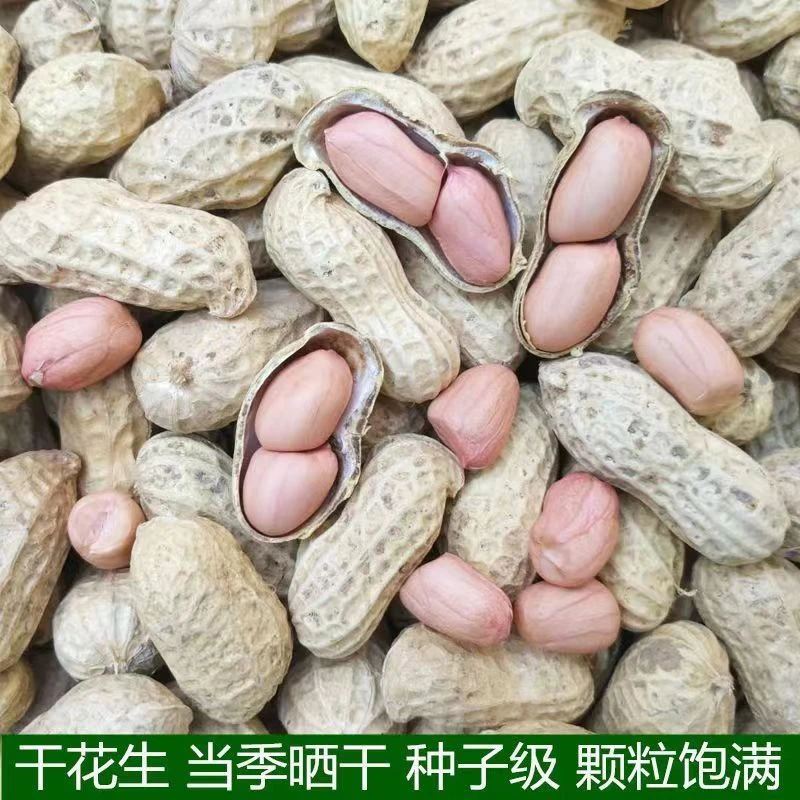 晒干新鲜花生贵州高山本地老品种花生香脆可口农家自留种生花生