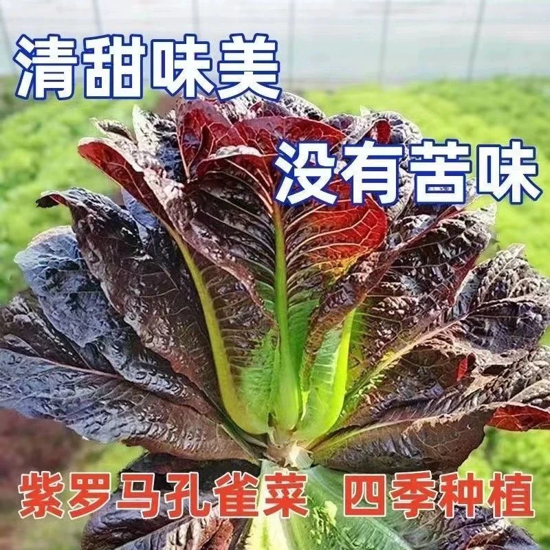 紫孔雀菜种籽生吃脆甜易种植罗马生菜蔬菜春秋沙拉菜四季蔬菜种子