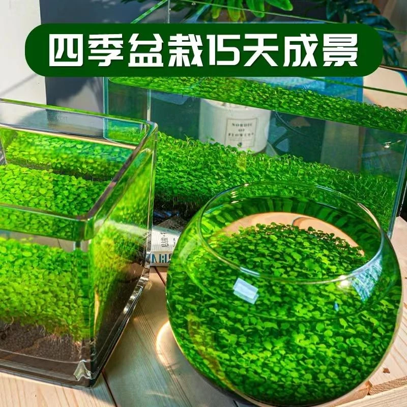 水草种子水草泥家用创意鱼缸玻璃瓶水培植物大小对叶牛毛草造景型