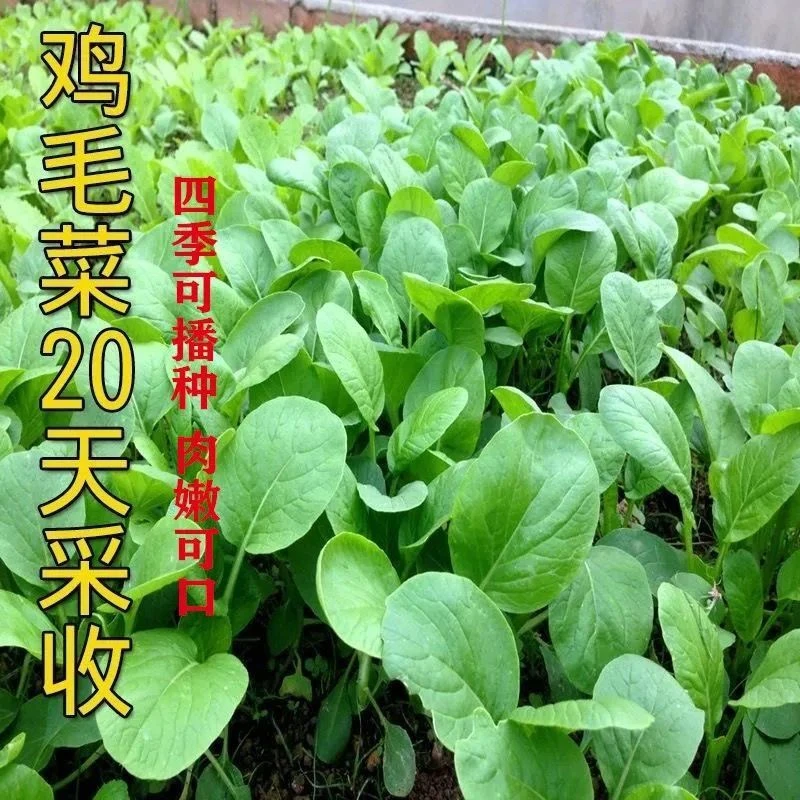 【易种植】鸡毛菜菜籽种子上海青菜菜种籽大全蔬菜籽阳台盆栽种植