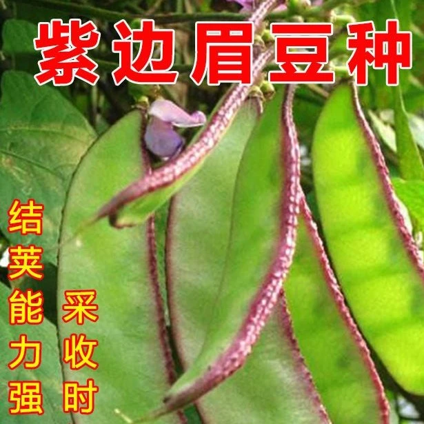 紫边眉豆种子紫边扁豆猪耳朵四季春秋庭院易播种耐运输易种蔬菜籽