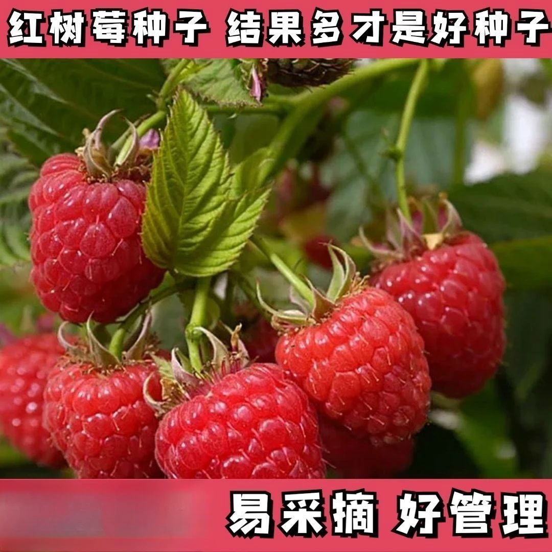 大果红树莓种子当年覆盆树莓种籽庭院阳台家庭速生耐寒菜种植四季