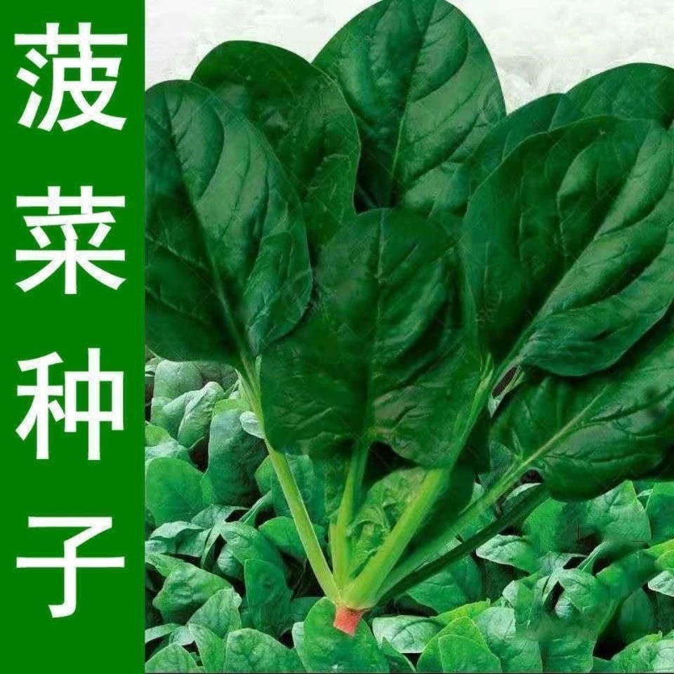 大叶菠菜种子速生籽春秋耐热寒菠菜种籽四季蔬菜盆栽庭院菠菜种子