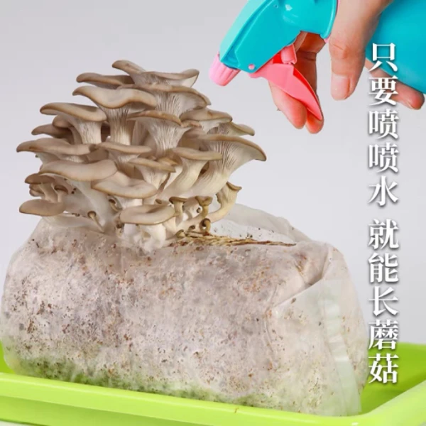 【大菌包】蘑菇种植包平菇菌包种蘑菇食用菌菌种家庭种植蘑菇菌种植