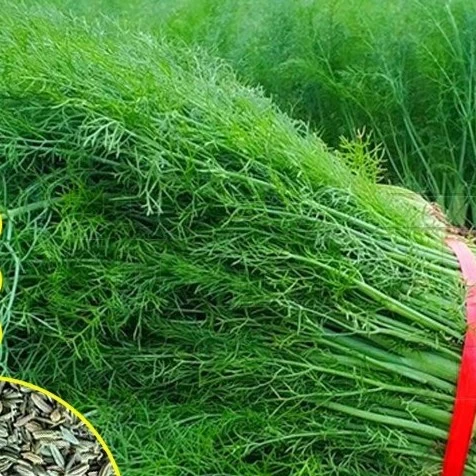 茴香种子多次采收割茬阳台盆栽庭院种籽四季播种谷香佐料蔬菜种子