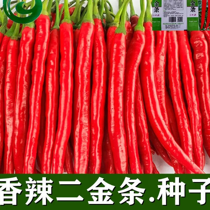 【二金条辣椒种子】香辣二金条种子金条辣椒抗干鲜两用线辣椒种子