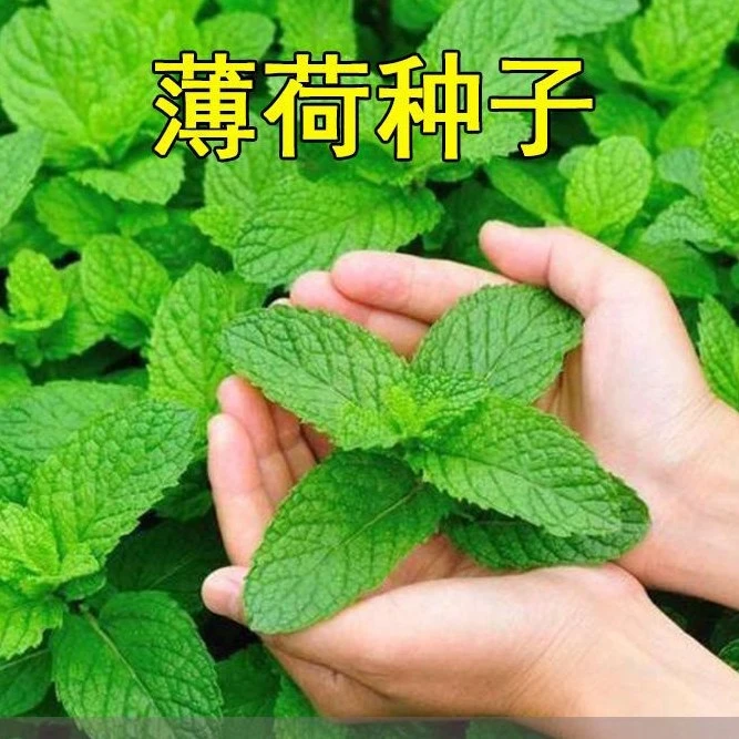 【当年新种】薄荷种子驱蚊虫植物花草耐热花卉阳台盆栽庭院薄荷籽