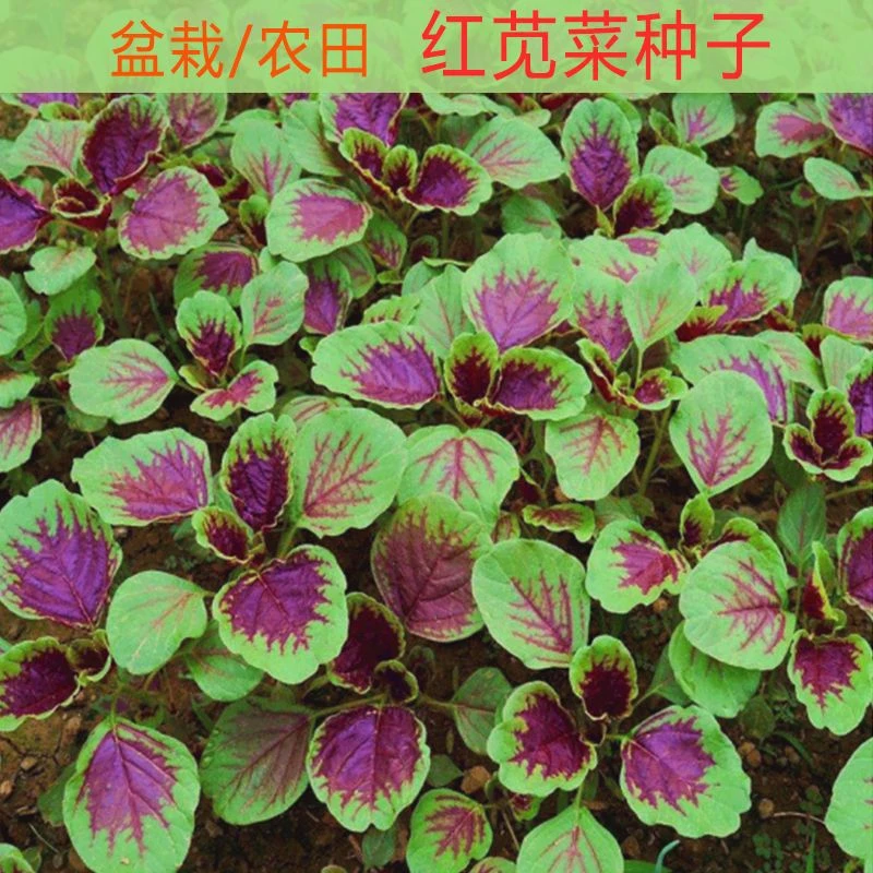 红苋菜种子圆叶庭院种菜阳台盆栽蔬菜籽红米苋耐热易种四季播播种