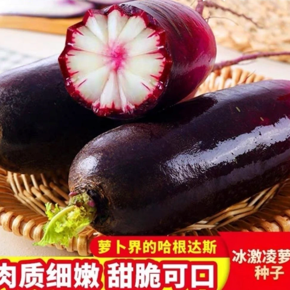 冰激凌水果萝卜种子秋播冰淇淋紫皮冰淇淋水果罗卜籽四季阳台蔬菜