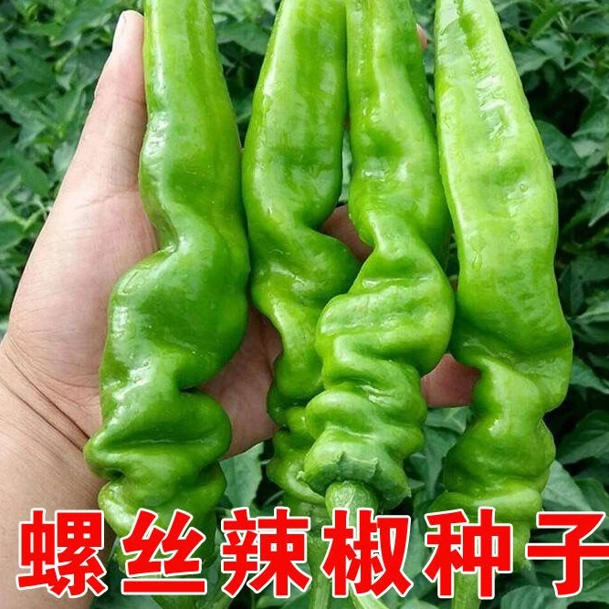 香辣易种螺丝椒种子蔬菜种子辣椒种子香辣大螺丝辣椒青椒种子四季