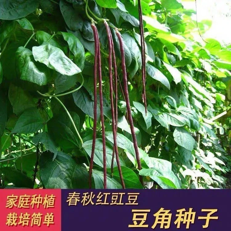 【长红豆角】春秋红豇豆种子四季红豆角春秋红架豆蔬菜庭院种植籽