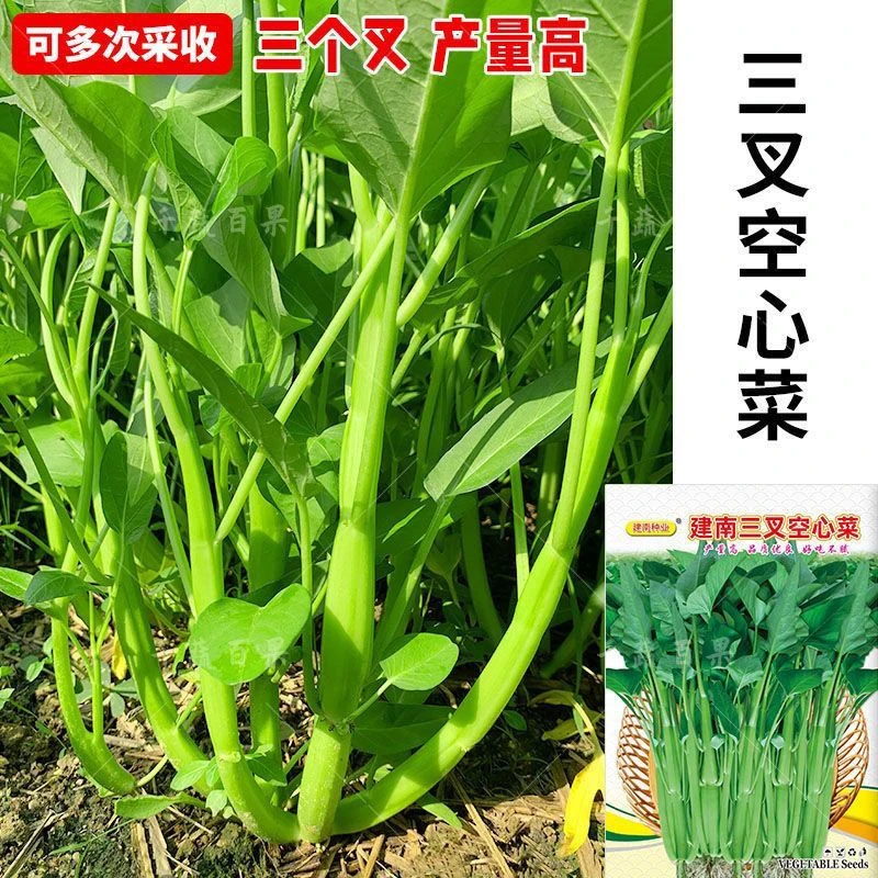 三叉空心菜种籽子阳台农家庭院空心菜种籽四季青菜蔬菜种植生长