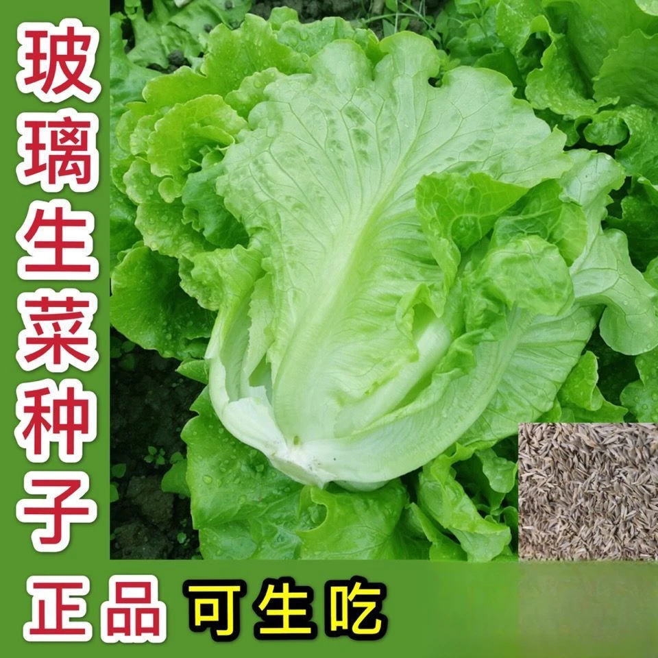 甜脆玻璃生菜种子脆嫩可生吃生菜种籽阳台四季盆栽春秋季蔬菜种孑