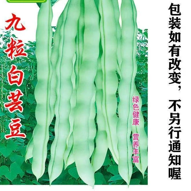 九粒白芸豆种子豆角种籽四季豆架豆种子春秋季蔬菜种孑农家田园籽