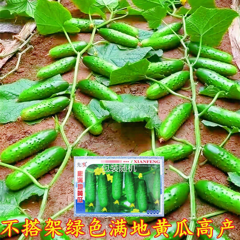 懒人地爬黄瓜不搭架水果阳台盆栽四季播种蔬菜种籽黄瓜种子新品种