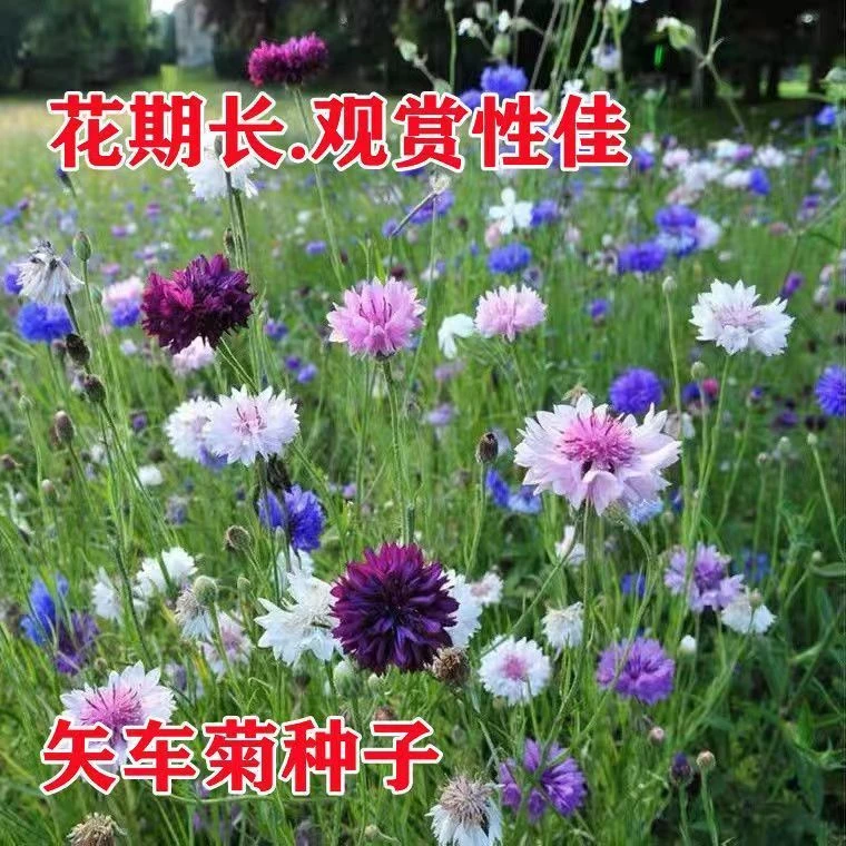 矢车菊种子四季播阳台植物庭院绿化造景打造花海五彩缤纷花卉种子