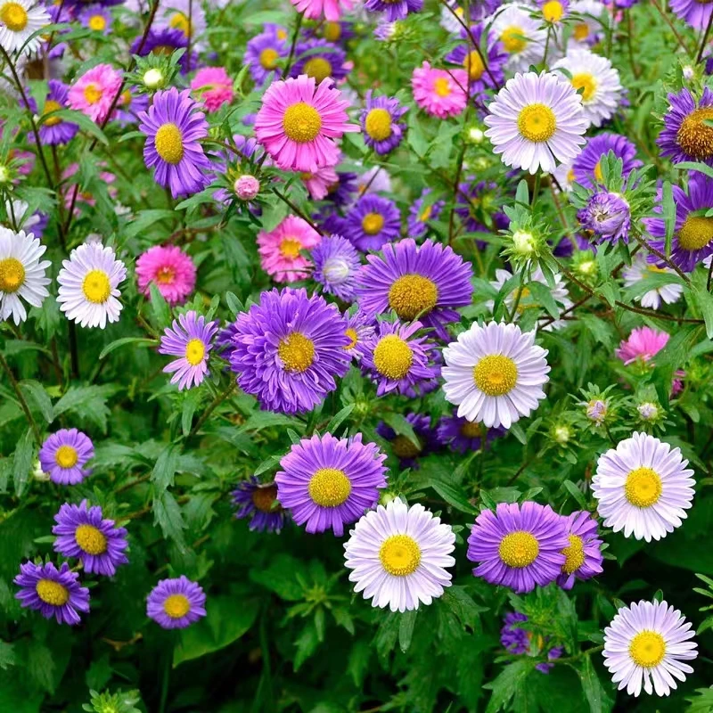 【阳台花园】翠菊花种子盆栽庭院景观花卉四季开花易活室内外绿植