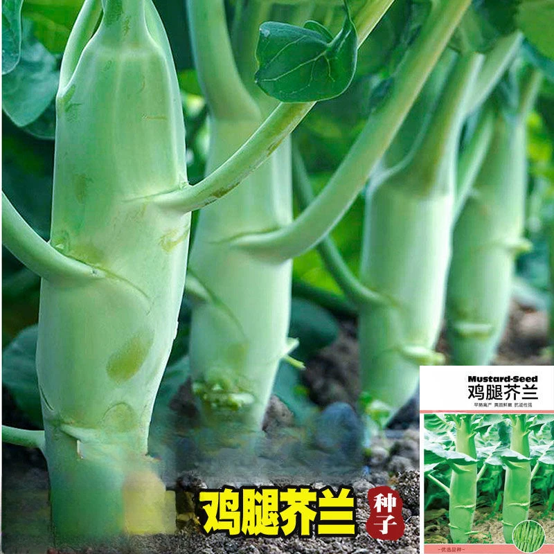 鸡腿芥兰菜种子四季蔬菜种孑甜脆芥菜芥蓝菜阳台盆栽春秋易植芥菜
