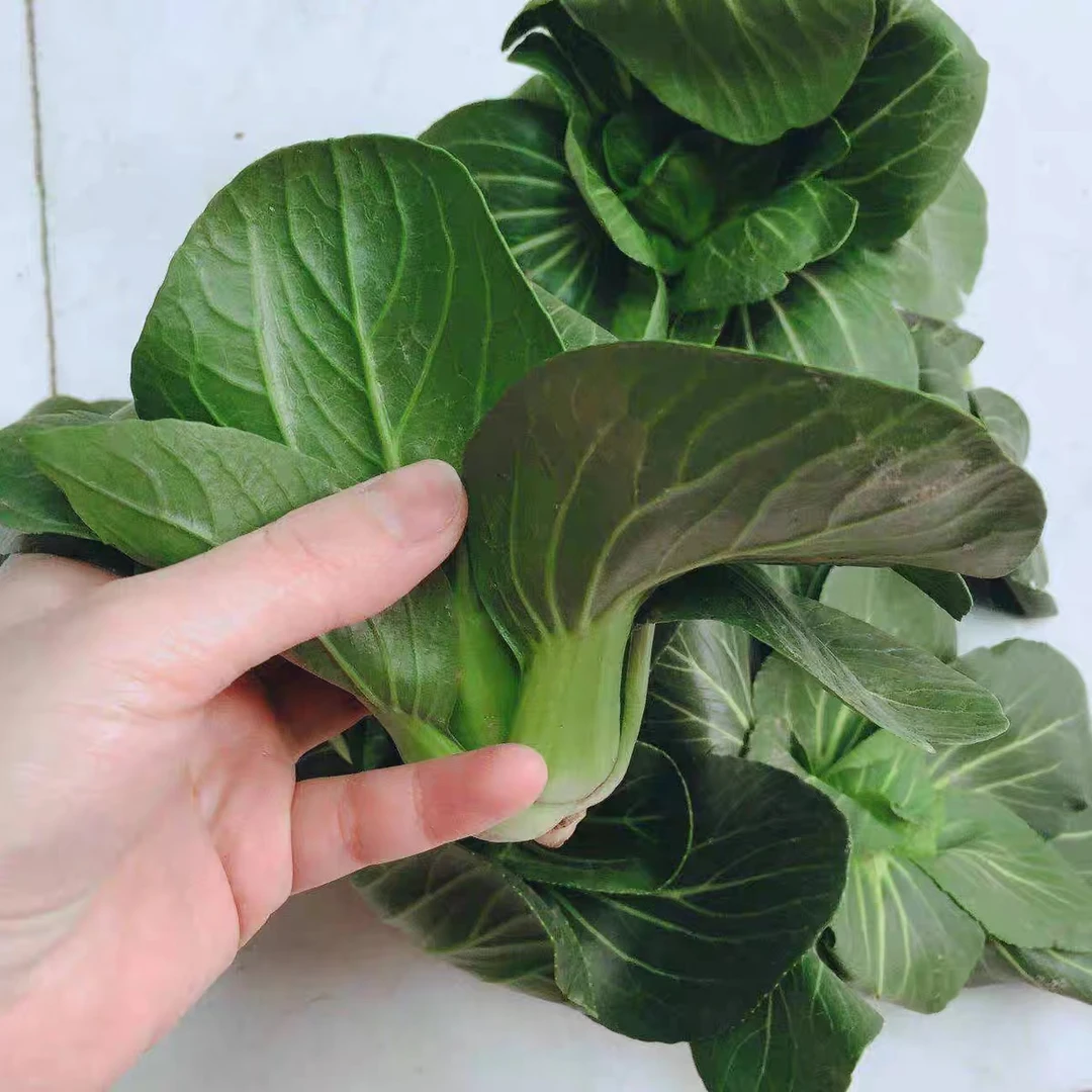 黑叶苏州青种子矮脚青梗菜籽春秋季种植上海青农家庭院青菜蔬菜籽