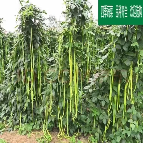 绿长豆角种子绿豇豆种子蔬菜籽批发秋冬三尺豇豆四季早熟耐寒种子