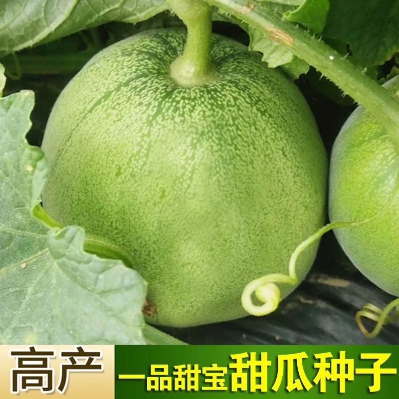 甜瓜种子薄皮甜宝脆甜香瓜种子春季四季庭院阳台蔬菜籽早熟易种籽