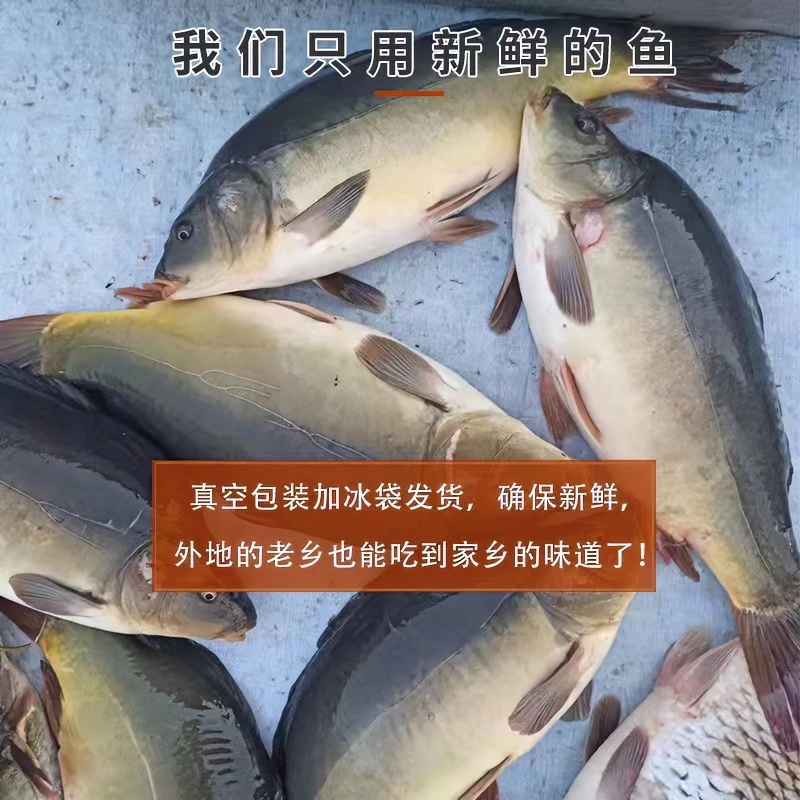 东北三道鳞鲜活淡水鱼无鳞鱼鲜活速冻三道鳞食用新鲜红烧三道鳞