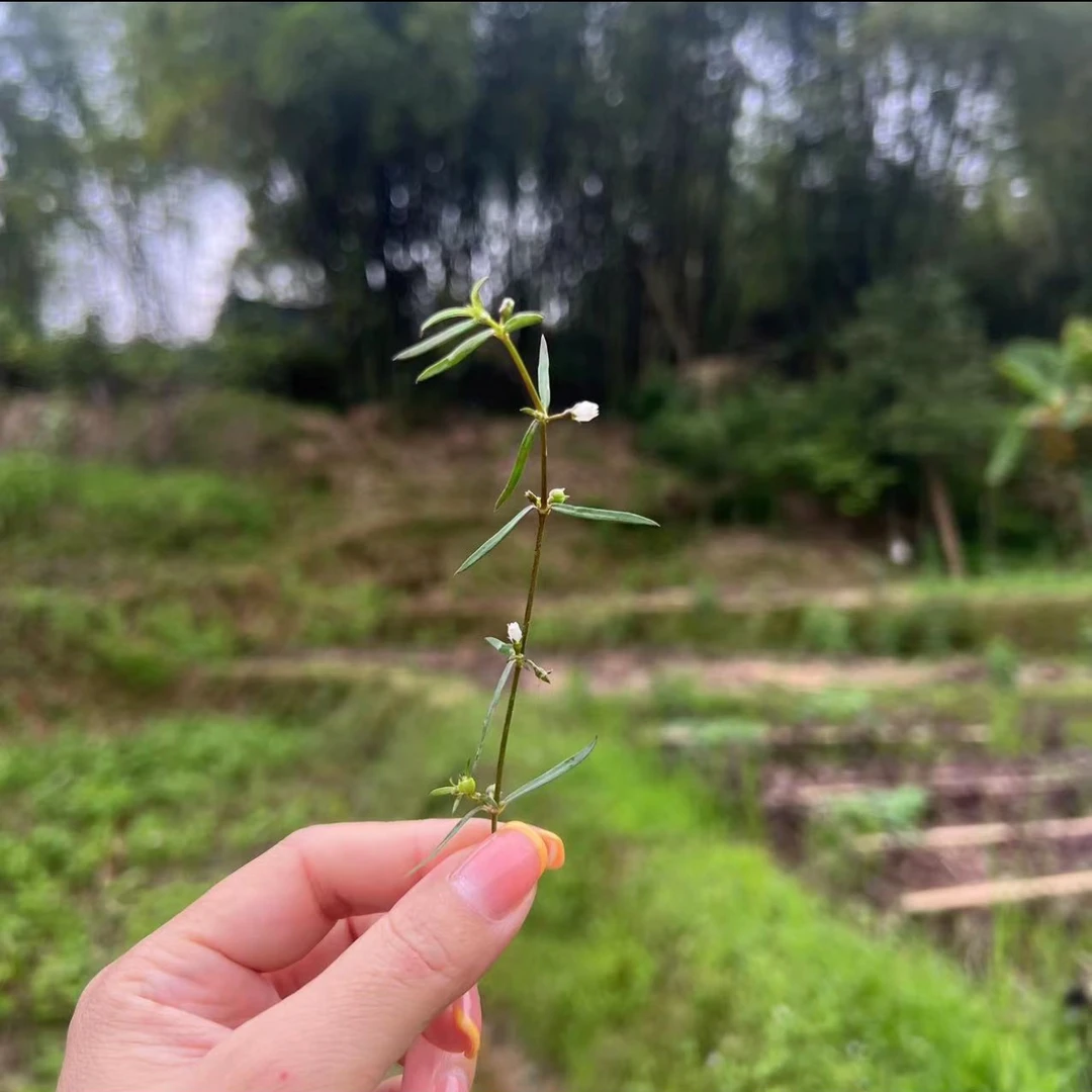 【陈红精选】肇庆野生乌骨百花蛇舌草干品