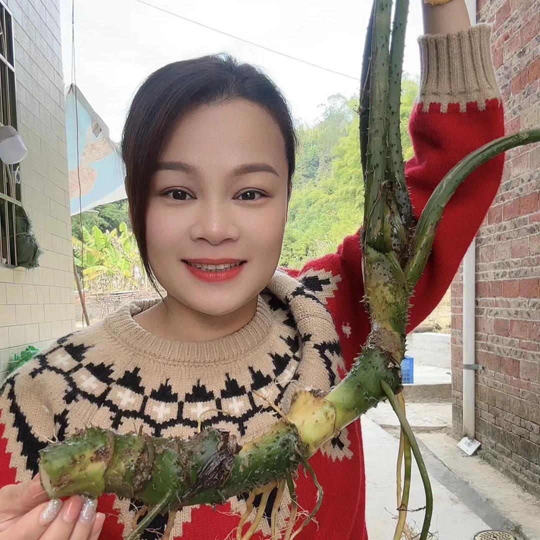 肇庆水簕芋 簕茨菇 簕刺芋 煲汤煲水散节