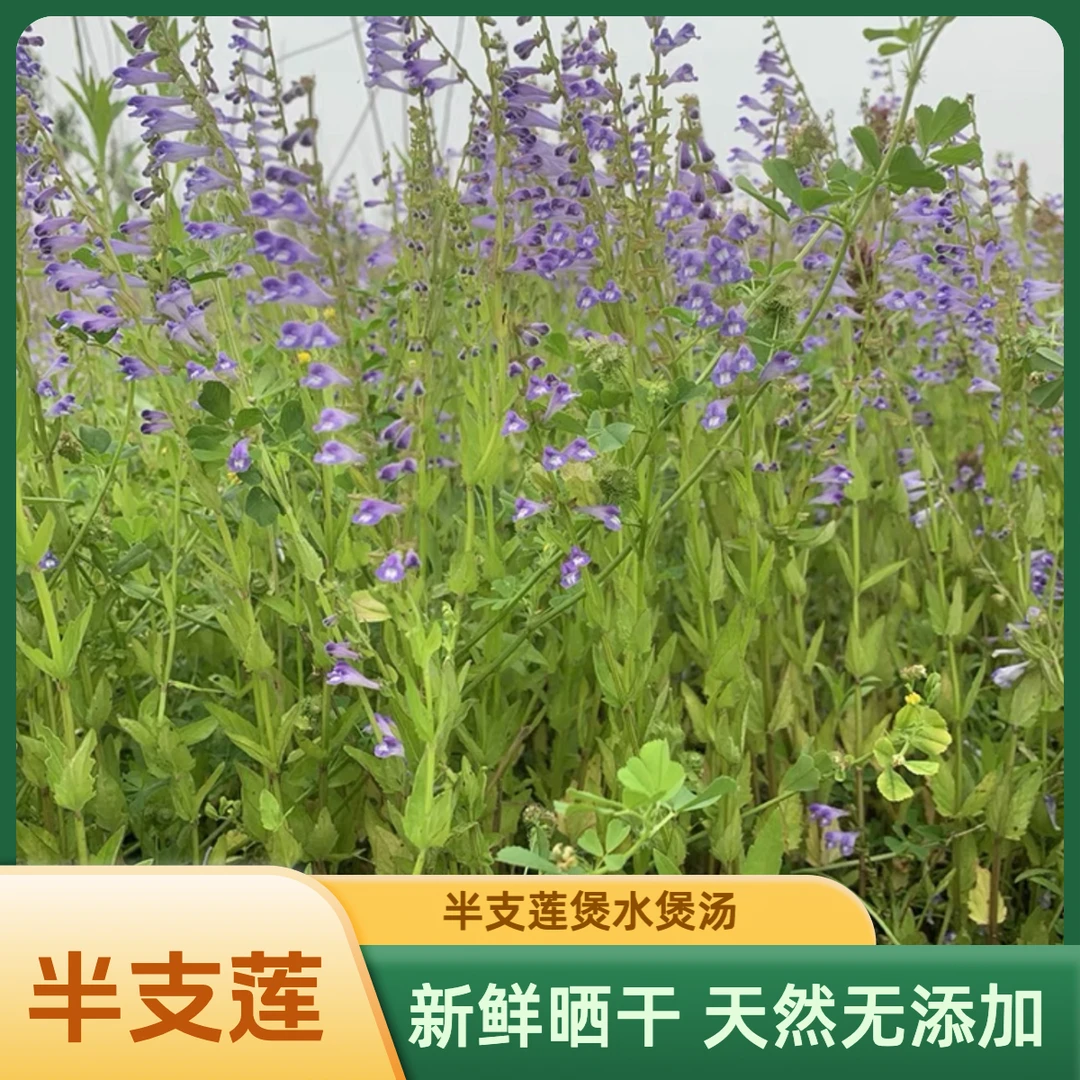 【陈红精选】大山晒干野生半支莲