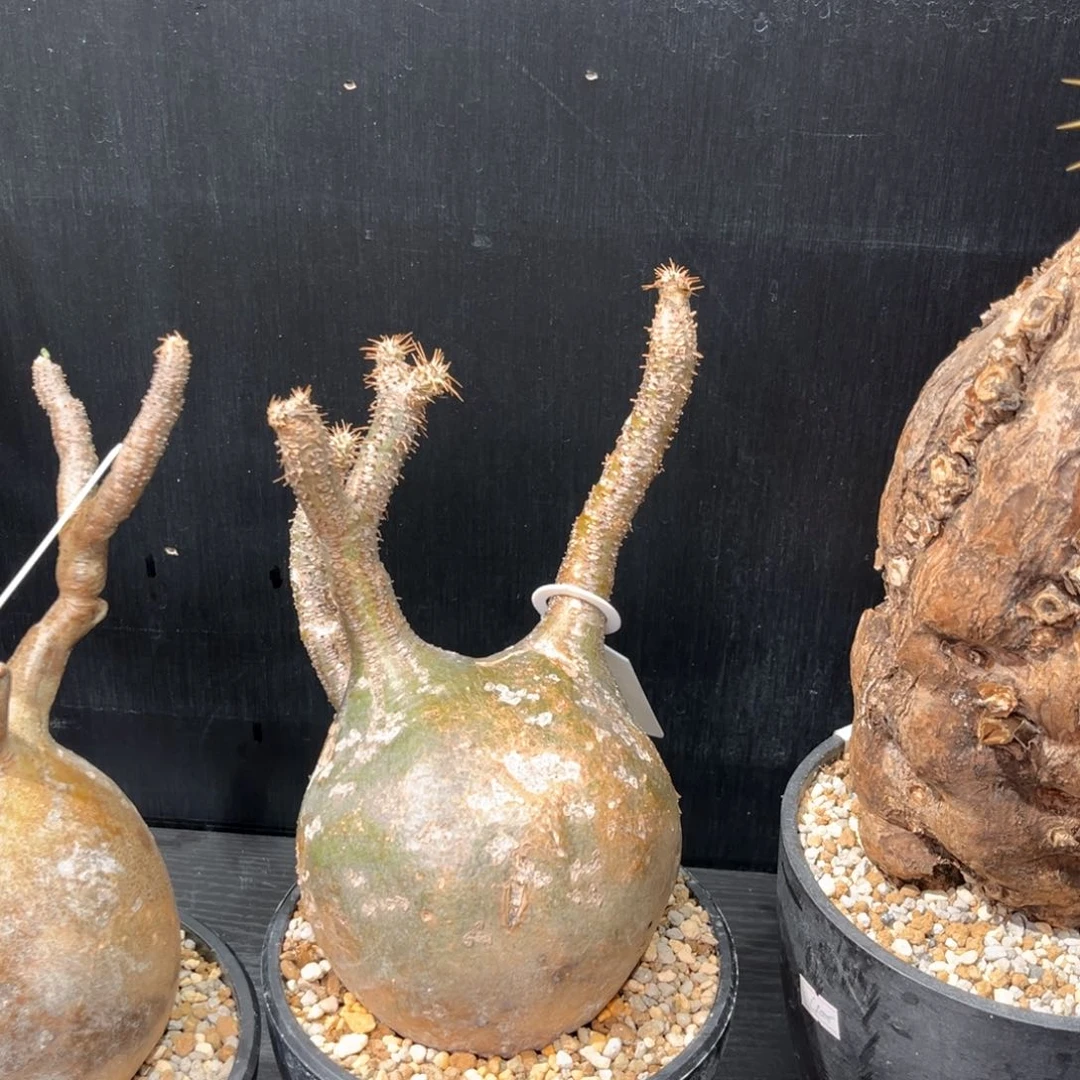 笨*孩象牙宫11111111